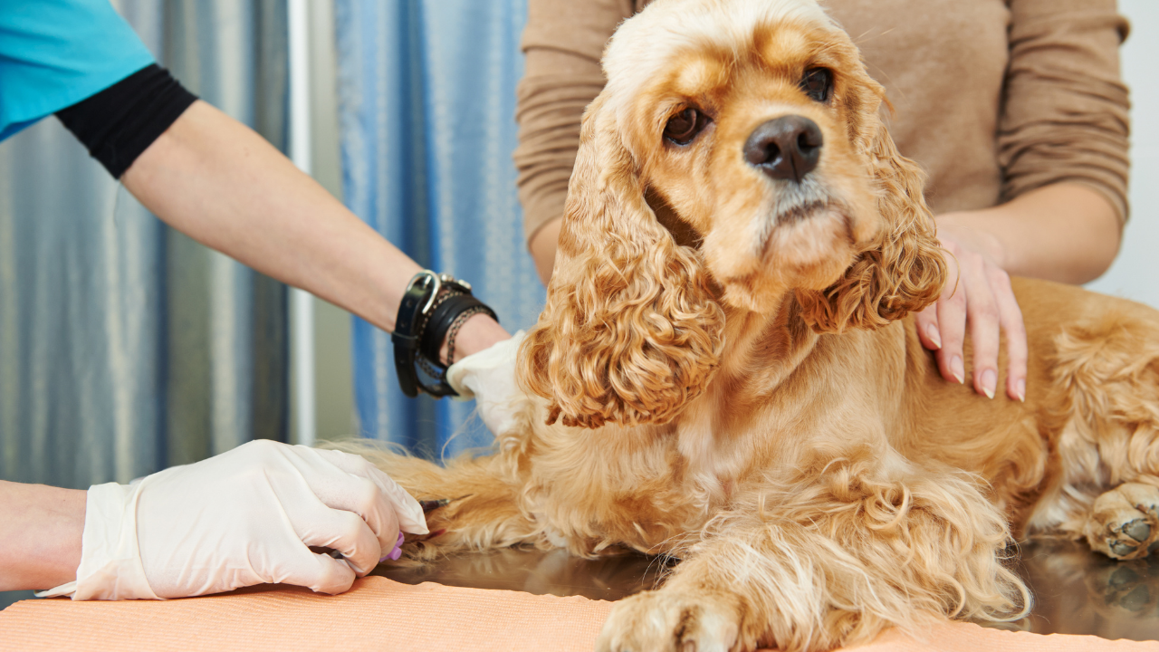 Köpek Sigortası İle Acil Durumlar ve Acil Veteriner Bakımı