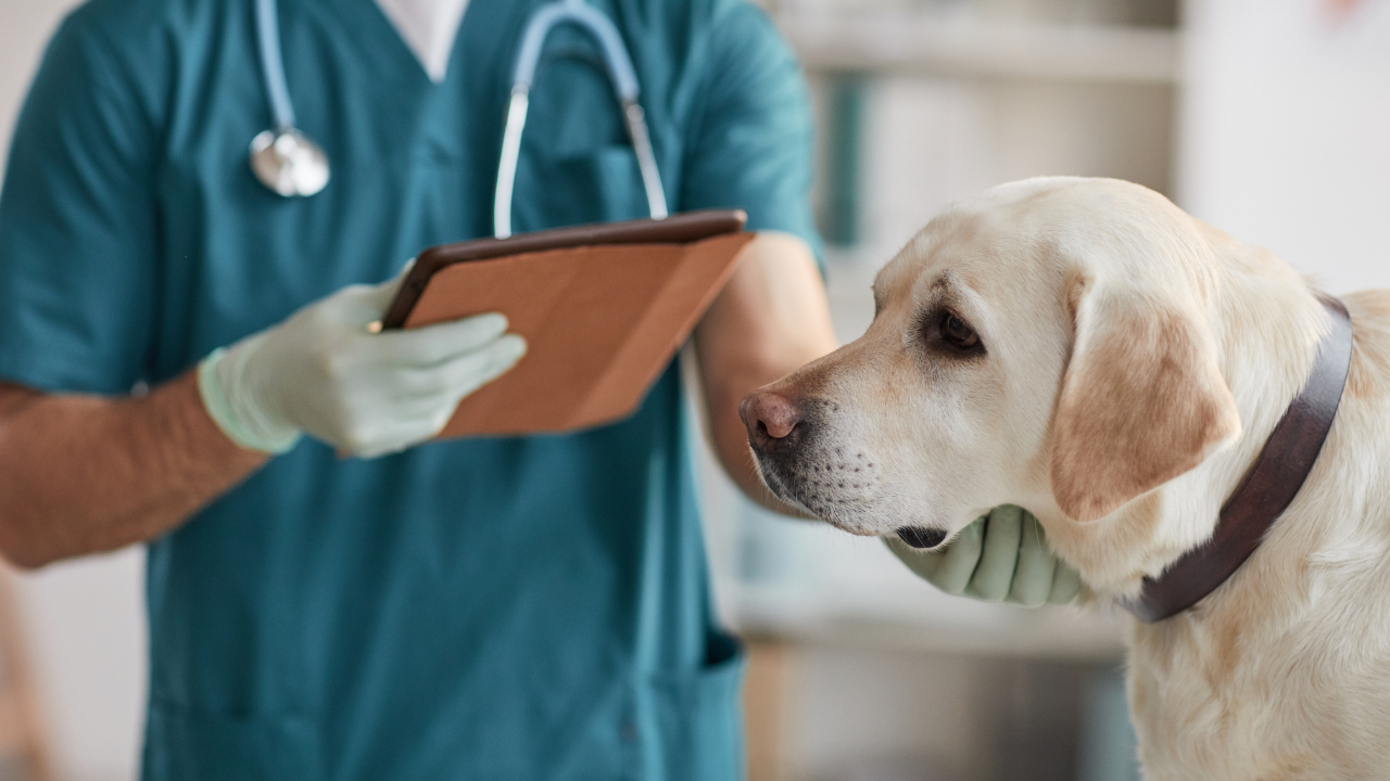 Evcil Hayvan Sağlık Sigortası Anlaşmalı Veteriner Nasıl Öğrenilir