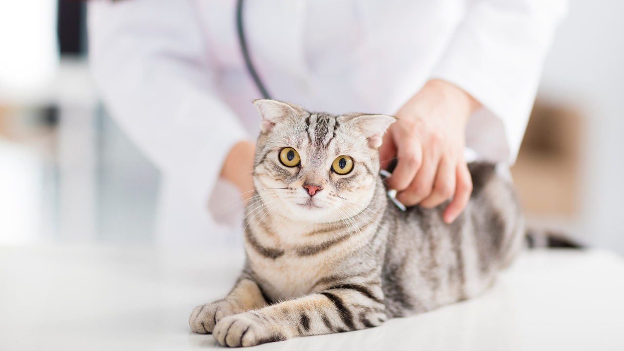 Kedi Sağlık Sigortası Nasıl Satın Alabilirim