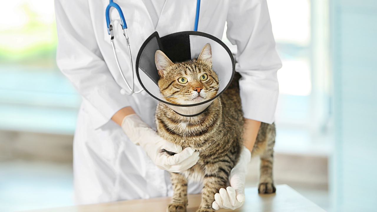 Kedi Sağlık Sigortası Teminatları Nelerdir